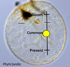 Noctiluca Gauge