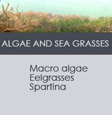 ALGAE AND SEA GRASSES
