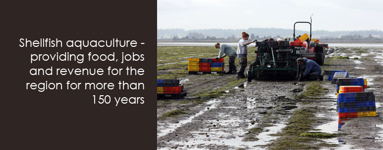 Shellfish Aquaculture - Providing Food, Jobs and Revenue for the Region for the Past 150 years