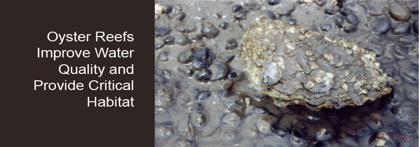 Oyster Reefs Improve Water Quality and Provide Critical Habitat